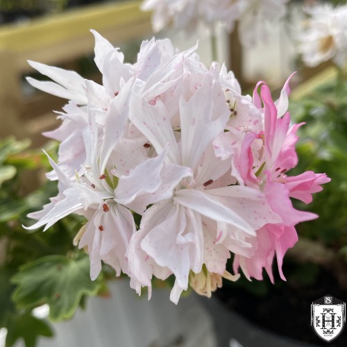 Pelargonium 'Snowbright' - Pelargoon 'Snowbright' P9/0,55L